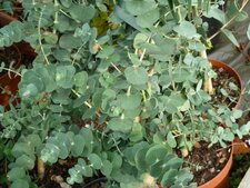 Eucalyptus baby blue