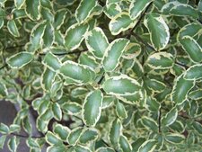 Feuille de pittosporum panaché