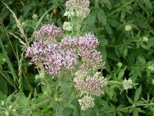 Eupatoire chanvrine