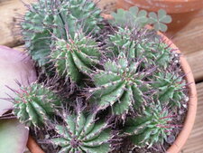 Euphorbe horrida