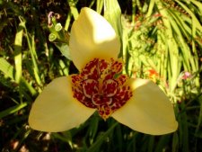 Tigridia pavonia (oeil de paon)