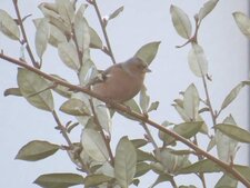 Pinson des arbres