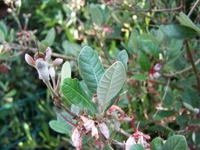 Feijoa