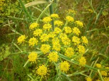 Fenouil (anethum graveolens)