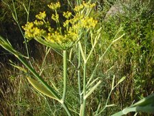 Fleur de fenouil
