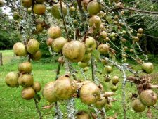Pomme à cidre, variété "fero vess"