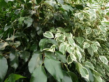 Ficus