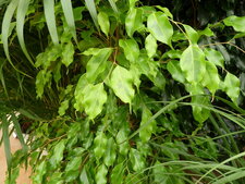 Ficus