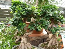 Ficus ginseng (bonzai)