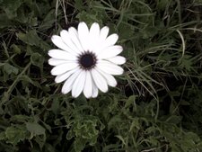 Dimorphotéca ?