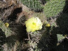 Cactus en fleur