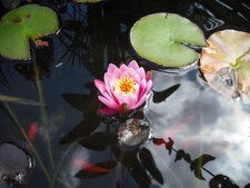 Fleur de nénuphar
