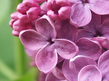 Lila - Syringa vulgaris