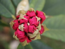 Rhododendron