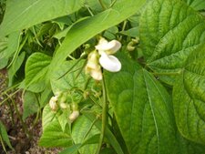 Fleurs d