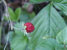 Fraisier des bois
