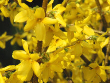 Forsythia - détail