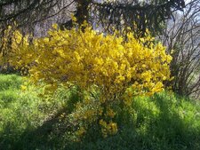 Forsythia - vue générale