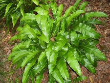 Scolopendre Asplenium scolopendrium