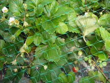 Fraisier cultivé