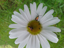 Papillon Adèle 