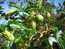Fruit de la passiflore