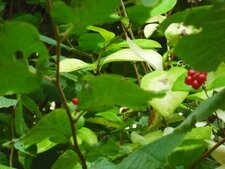 Fruit du chèvre feuille.