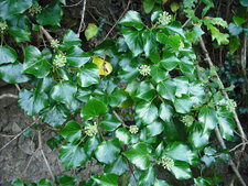 Fruit du lierre d