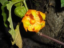 fruit du physalis