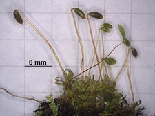 Mousse (bryophyte) avec ses fruits
