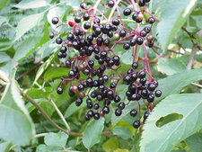 Fruits mûres du sureau