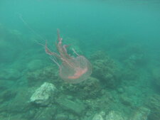 meduse