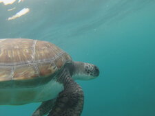 Tortue