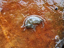 Gammarus sp.