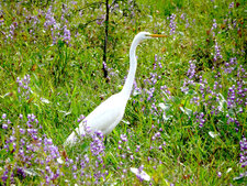 Grande Aigrette