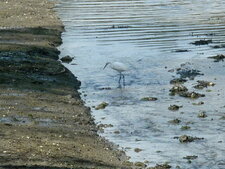 Aigrette garzette