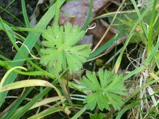 Feuilles de géranium "disséqué"