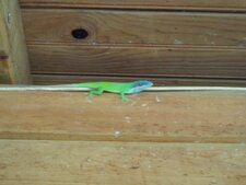 Gecko phyllodactylus palmeus