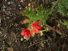 Geranium "carotte" odorant