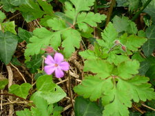 Géranium "herbe à Robert"