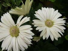 Gerbera blanc