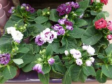 Gloxinia