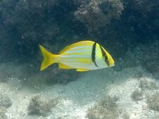 Anisotremus virginicus
