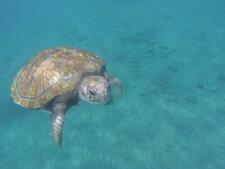 Tortue