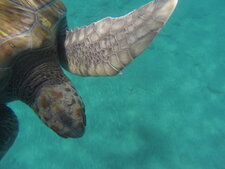 Tortue