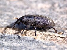 Curculionidae