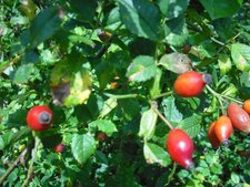 fruits de l