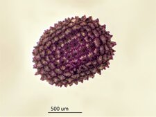 Graine de Lychnide fleur-de-coucou