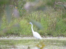 Grande Aigrette 