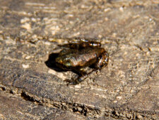 Grenouille spp.3